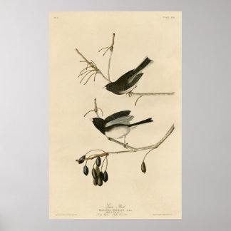 Poster Bird, América, Snow Bird, Audubon, Vintage