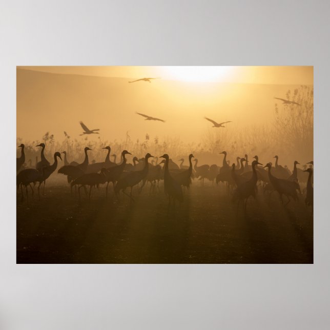 Poster Bird Flock of Cranes no lago Agamon HaHula, Israel (Frente)