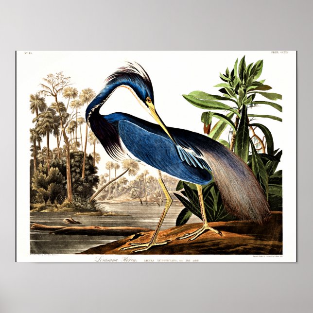 Poster Bird - Louisiana Heron por John James Audubon (Frente)
