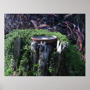 Pôster Birdbath no coto de árvore