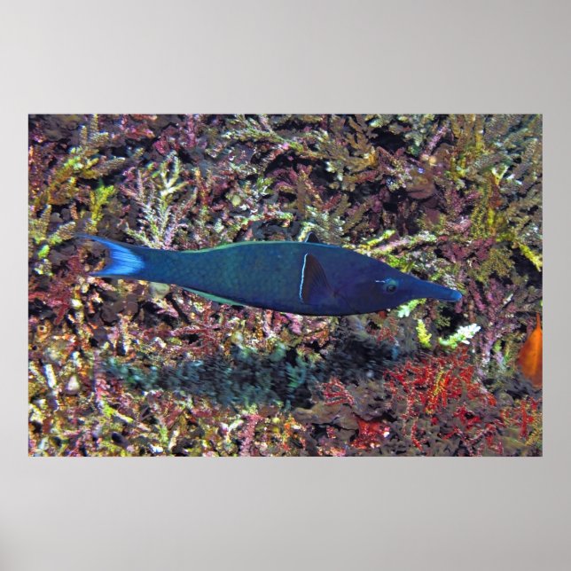 Poster Birdhead Wrasse (Frente)