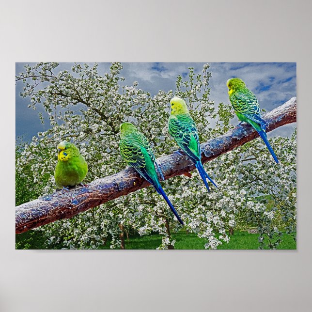 Poster Birds - budgies (Frente)