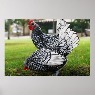 Poster "Birds of a Feather "