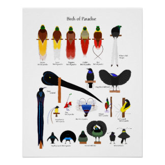 Pôster Birds of Paradise chart