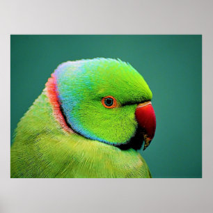 Poster Birds of the World Indian Ring-necked Parrot