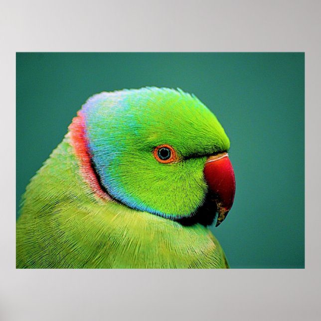 Poster Birds of the World Indian Ring-necked Parrot (Frente)
