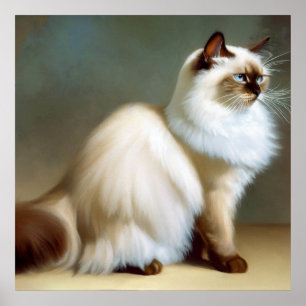 Poster Birman Cat