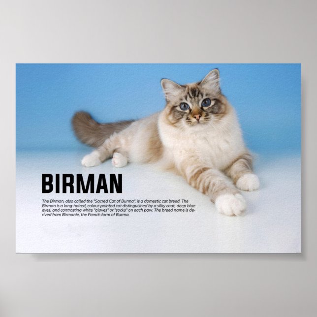 Poster Birman Cat Breed - Sagrado Cat of Burma (Frente)