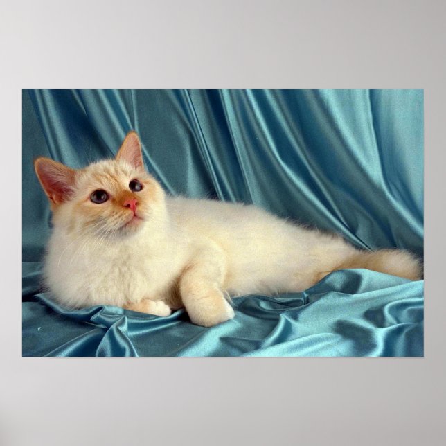 Poster Birman, ponto vermelho (Frente)