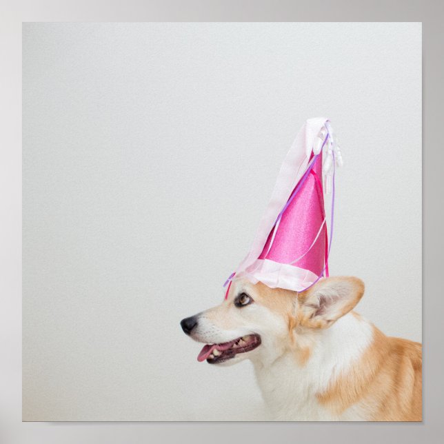 Pôster Birthday Pembroke Welsh Corgi (Frente)