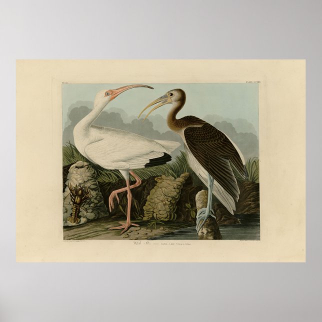 Poster Bis Branco - Pássaros da América de John James Aud (Frente)