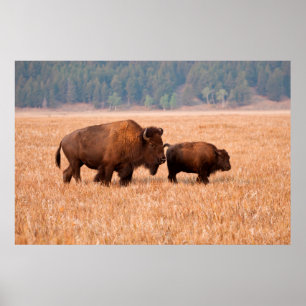 Poster Bisão Americano (Bison Bison) Vaca e Bezerro