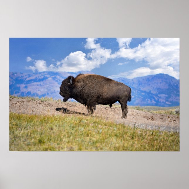 Poster Bisão Macho Posando, Hayden Valley, Yellowstone (Frente)