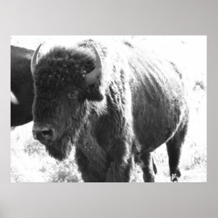 Pôster Bison