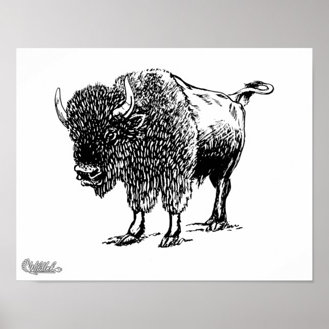 Pôster Bison (Frente)