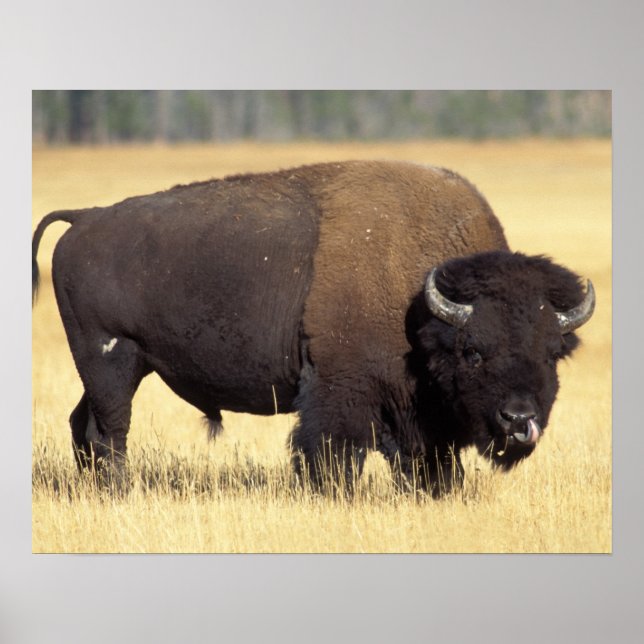 Poster bison, Bison bison, touro no Yellowstone National (Frente)