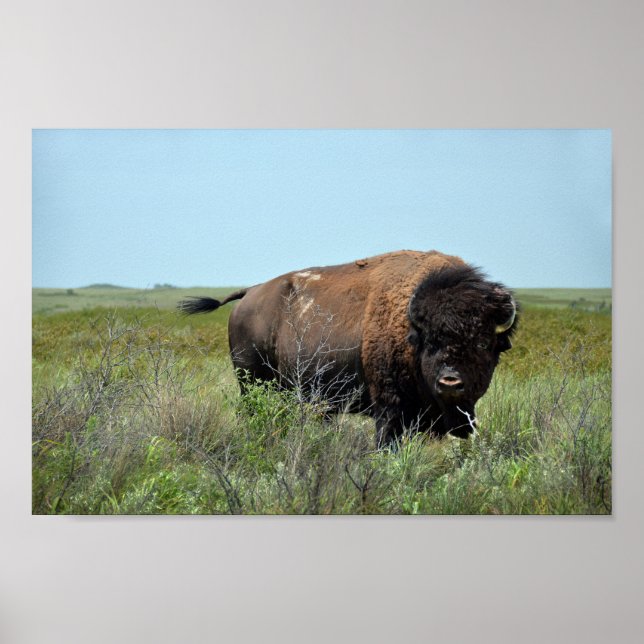 Poster Bison Bull at Maxwell Wildlife Refuge (Frente)