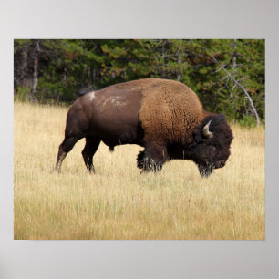 Poster Bison Bull no Parque Nacional Yellowstone