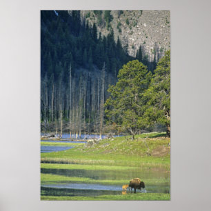 Pôster Bison com bezerro no Parque Nacional Yellowstone