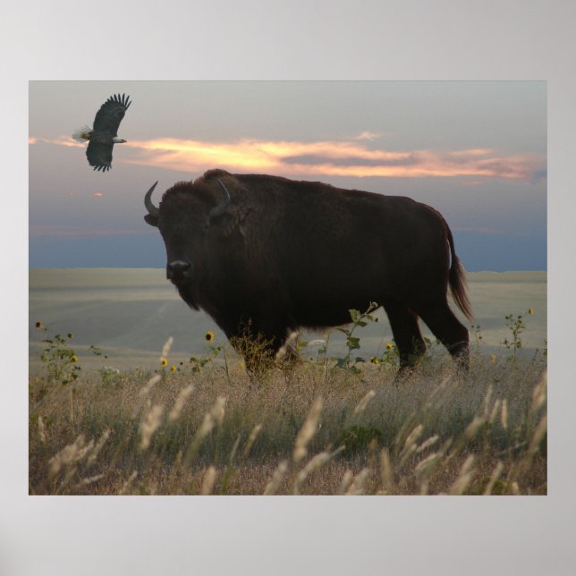 Pôster Bison & Eagle (Frente)
