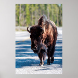 Poster Bison in roadway in Yellowstone National Park
