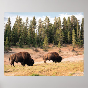 Poster Bison in Yellowstone National Park , Wyoming