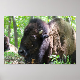 Pôster Bison, Lone Elk Park, Rua Louis, MO