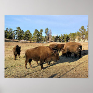 Poster Bison no Colorado