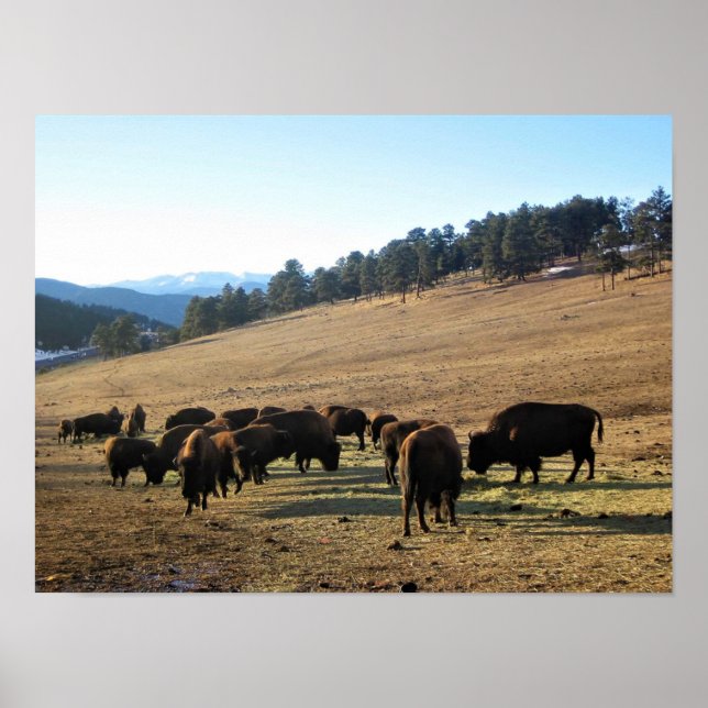Poster Bison no Colorado (Frente)