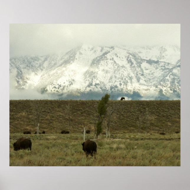 Poster Bison no Grand Teton National Park Fotografia (Frente)