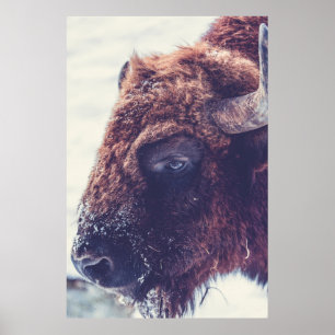 POSTER BISON NO INVERNO
