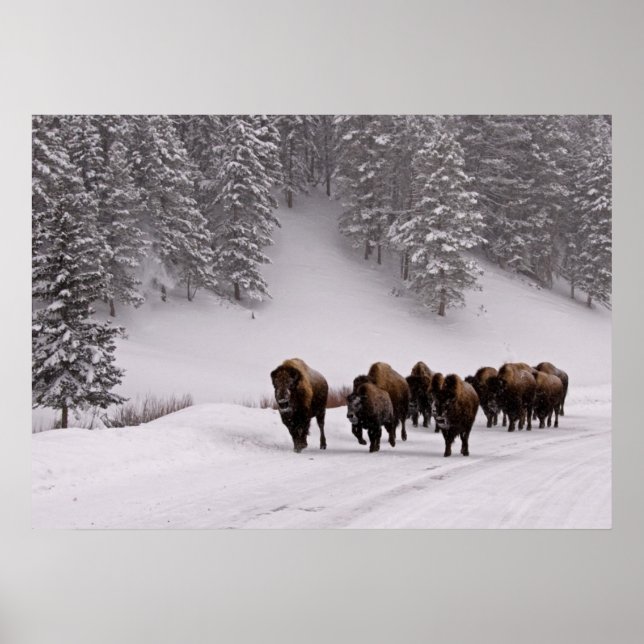 Poster Bison no inverno (Frente)