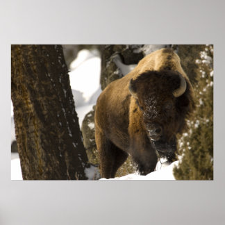 Pôster Bison no Parque Nacional de Lamar Valley Yellowsto