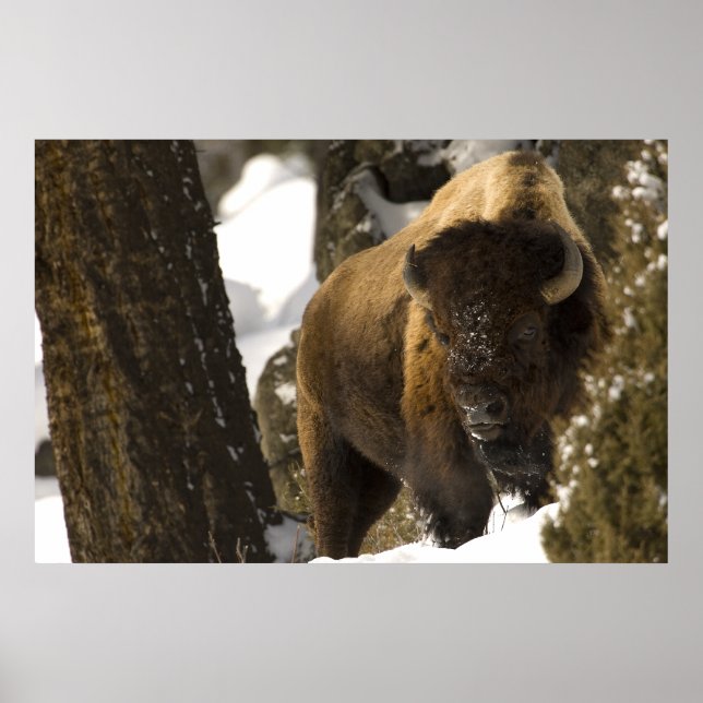 Pôster Bison no Parque Nacional de Lamar Valley Yellowsto (Frente)
