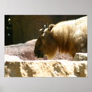 Pôster Bison no zoológico