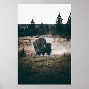 POSTER BISON ROWN NO CAMPO DE GRAMAS MARAVILHOSA DURANTE 