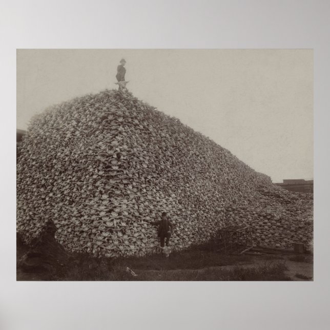 Poster Bison Skulls Americano será o Chão para Fertilizan (Frente)
