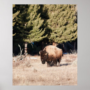 Pôster Bisonte