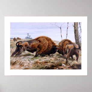 Poster Bisonte