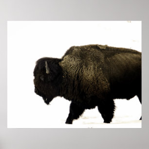 Pôster Bisonte
