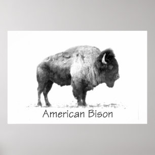 Poster Bisonte americano