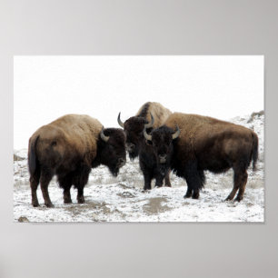 Pôster Bisonte americano no inverno
