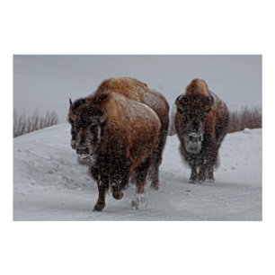 Pôster Bisonte de Yellowstone