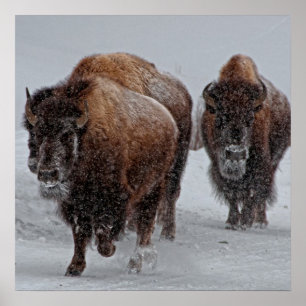 Poster Bisonte de Yellowstone