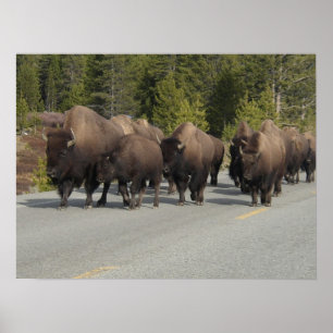 Poster Bisonte de Yellowstone