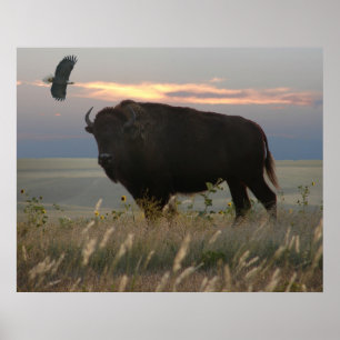Pôster Bisonte & Eagle
