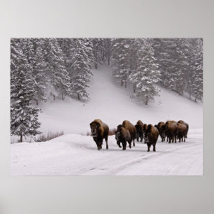 Poster Bisonte no inverno