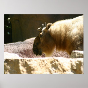 Pôster Bisonte no jardim zoológico