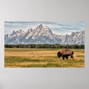 Poster Bisonte no Tetons
