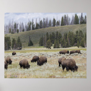 Pôster Bisonte no vale de Hayden de Yellowstone